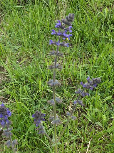 Ajuga reptans e Salvia verbenaca